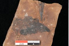 Foto (Detailsansicht) von Quercus palaeoilex Ettingshausen (NHMW-GEO-2024-0188-0880)